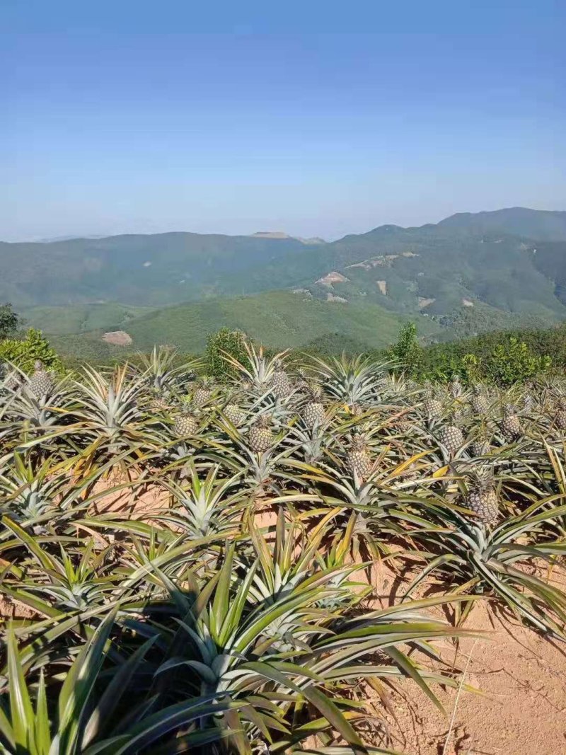 凤梨