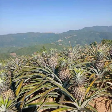 凤梨