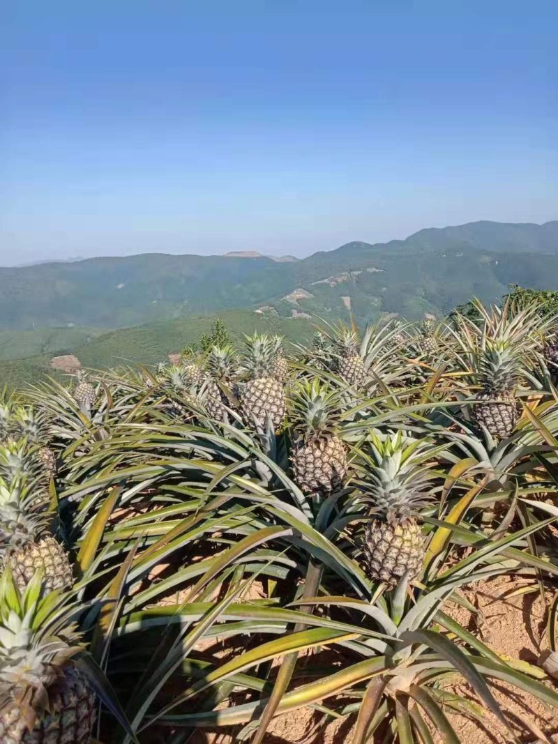凤梨