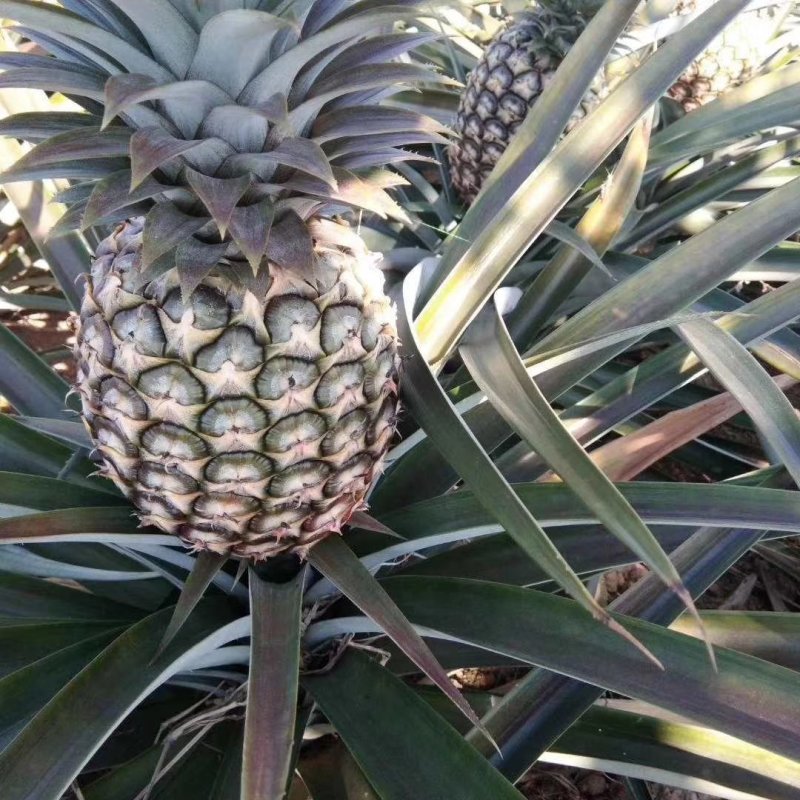 凤梨