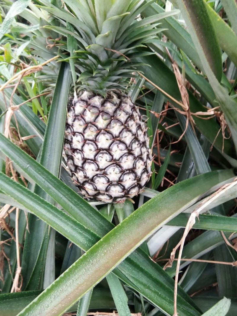 凤梨