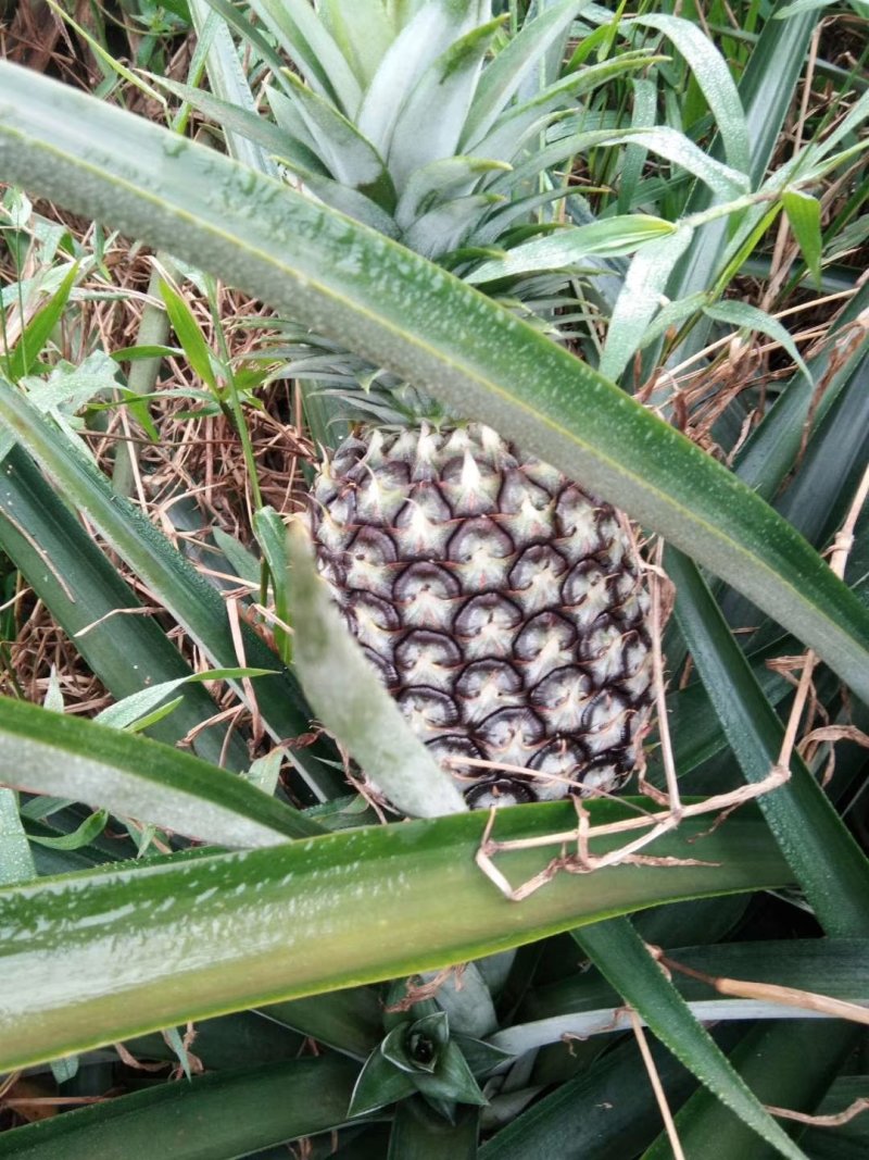 凤梨
