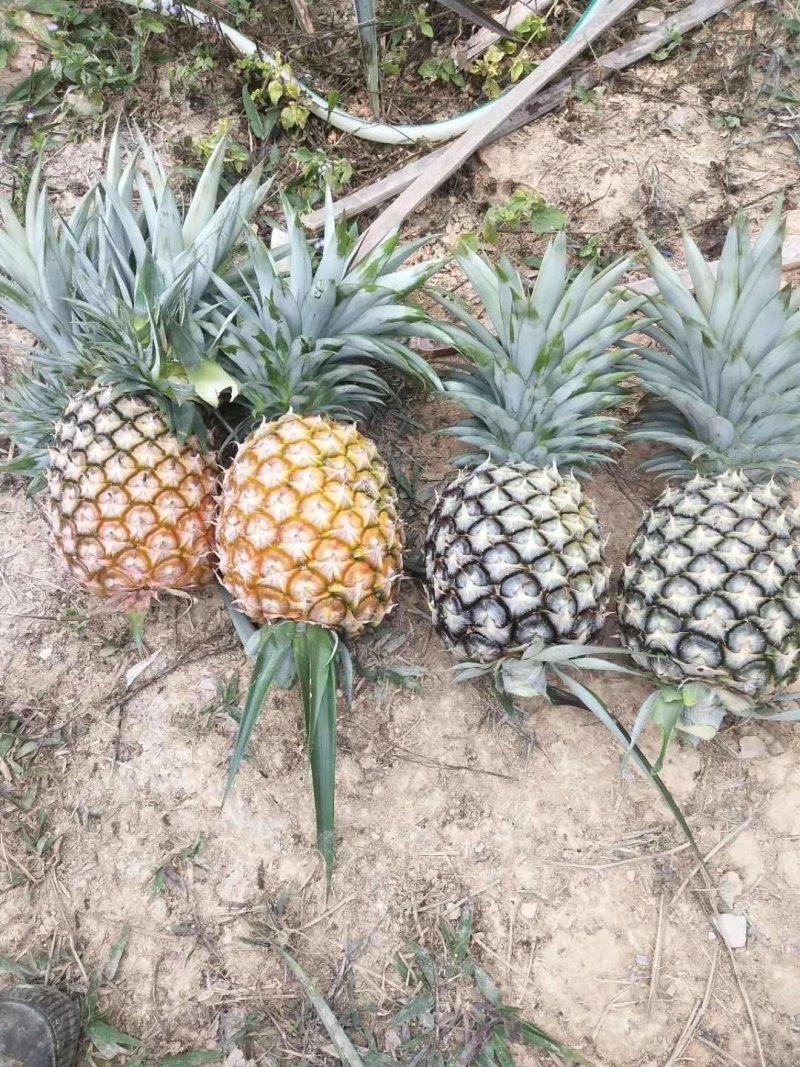 凤梨