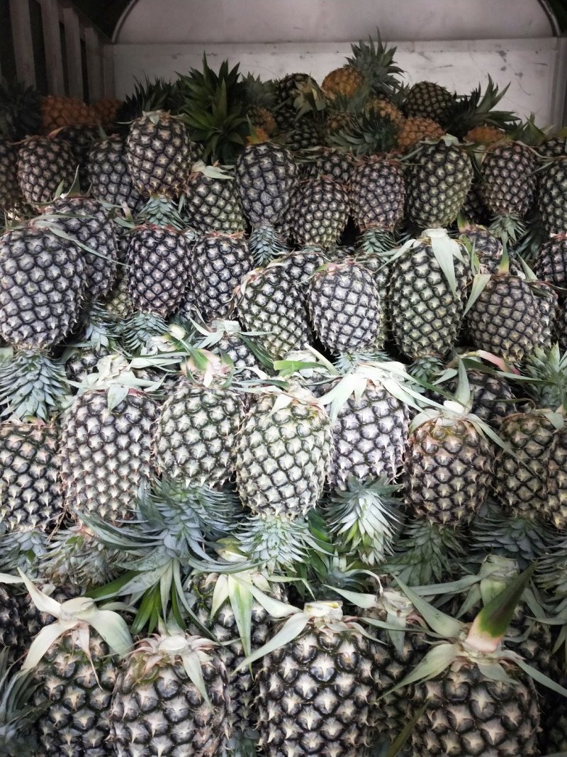 凤梨