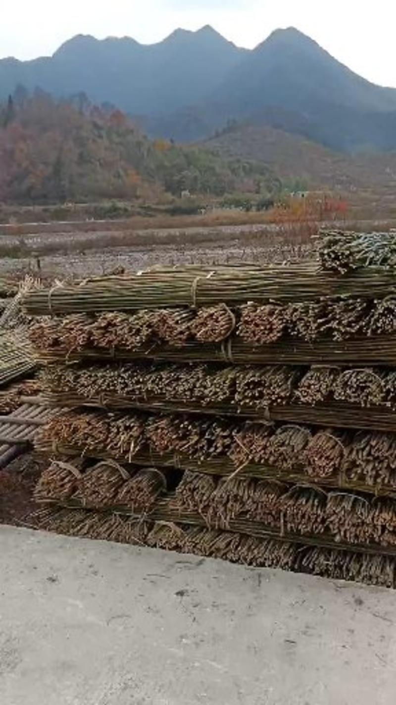供应各种竹竿菜架竹绿化支架大棚竹竿价低物美