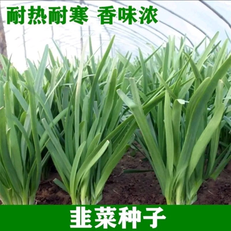 精选紫根韭菜种子抗病耐热耐寒高产优质韭菜种籽包邮