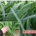 精选紫根韭菜种子抗病耐热耐寒高产优质韭菜种籽包邮