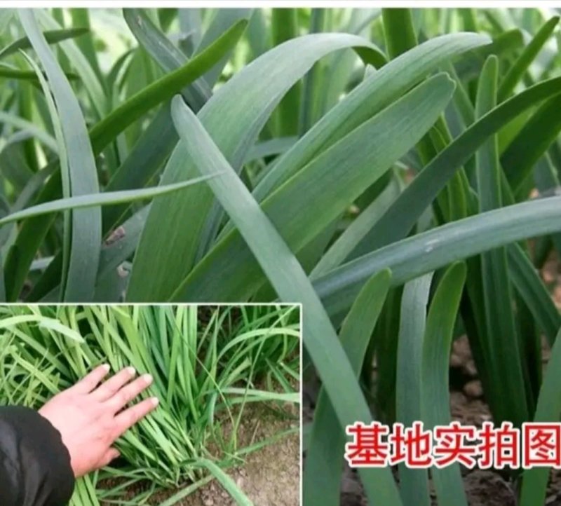 精选紫根韭菜种子抗病耐热耐寒高产优质韭菜种籽包邮