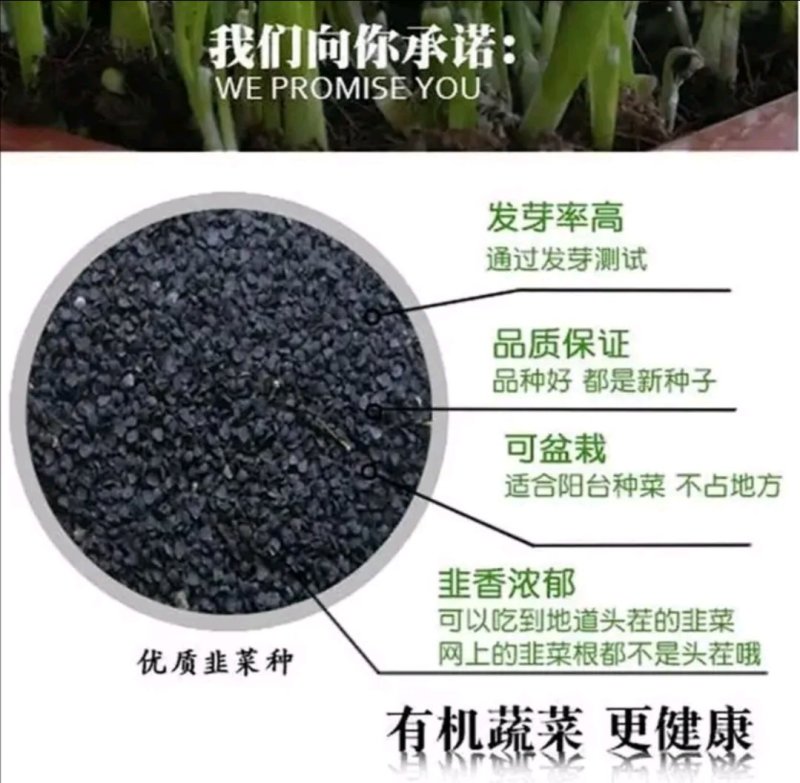 精选紫根韭菜种子抗病耐热耐寒高产优质韭菜种籽包邮