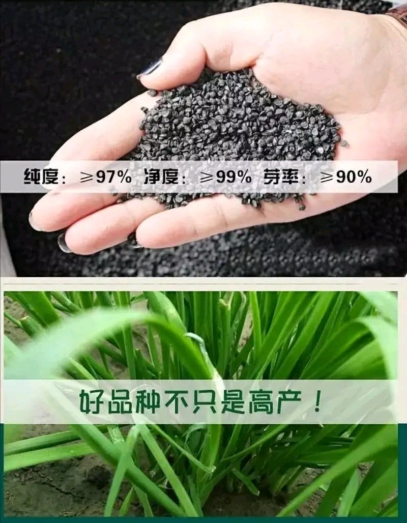 精选紫根韭菜种子抗病耐热耐寒高产优质韭菜种籽包邮
