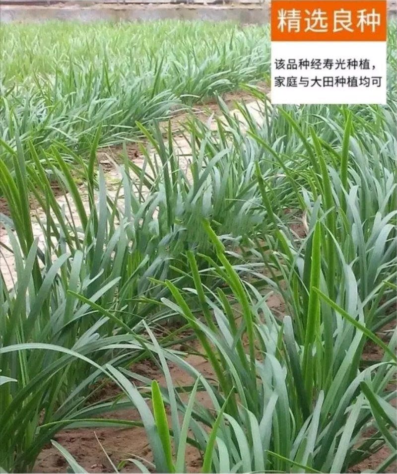 精选紫根韭菜种子抗病耐热耐寒高产优质韭菜种籽包邮
