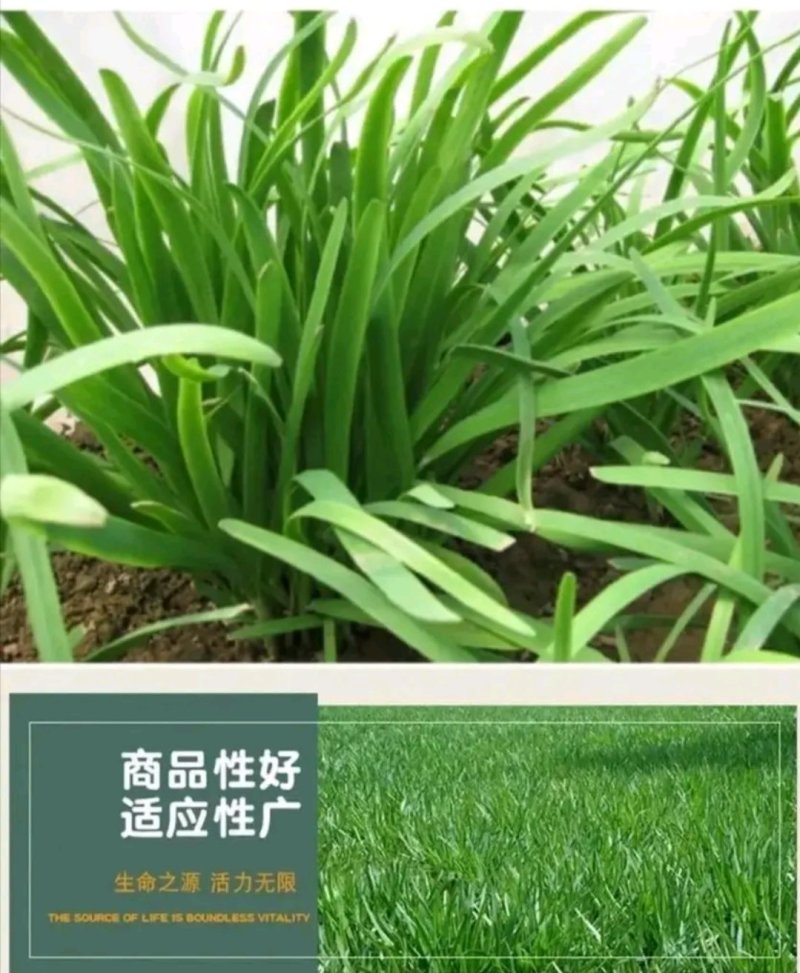 精选紫根韭菜种子抗病耐热耐寒高产优质韭菜种籽包邮