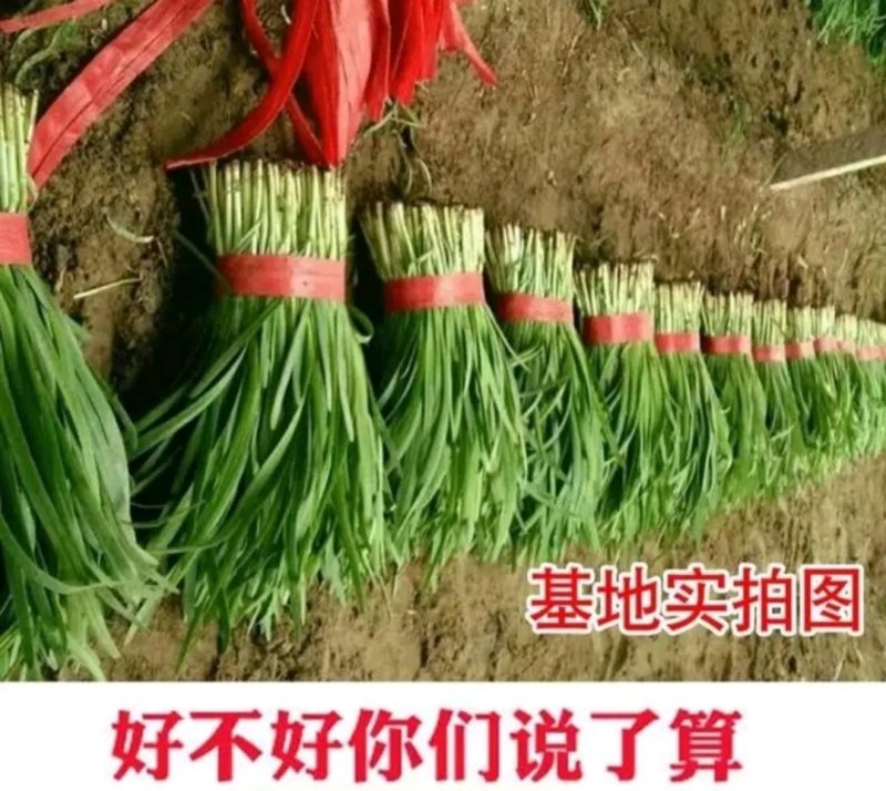 精选紫根韭菜种子抗病耐热耐寒高产优质韭菜种籽包邮