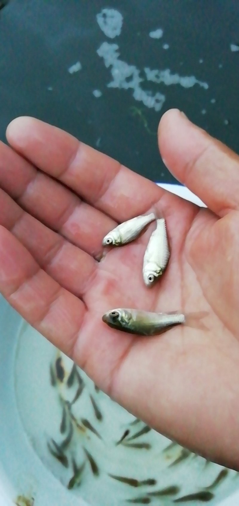 零售鲤鱼苗，鲤鱼水花，鲤鱼夏花苗，自产自销，无病苗