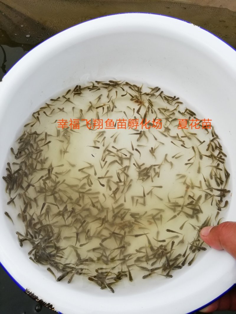 批发武昌鱼苗鳊鱼苗(团头鲂)水花，乌子，夏花