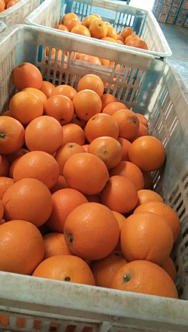 伦晚脐橙电商商超社团市场外贸农户一手货