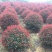 供应红叶石楠球红叶石楠价格高杆红叶石楠