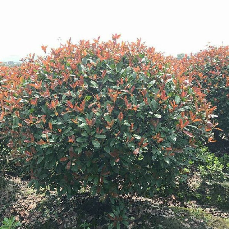 供应红叶石楠球红叶石楠价格高杆红叶石楠