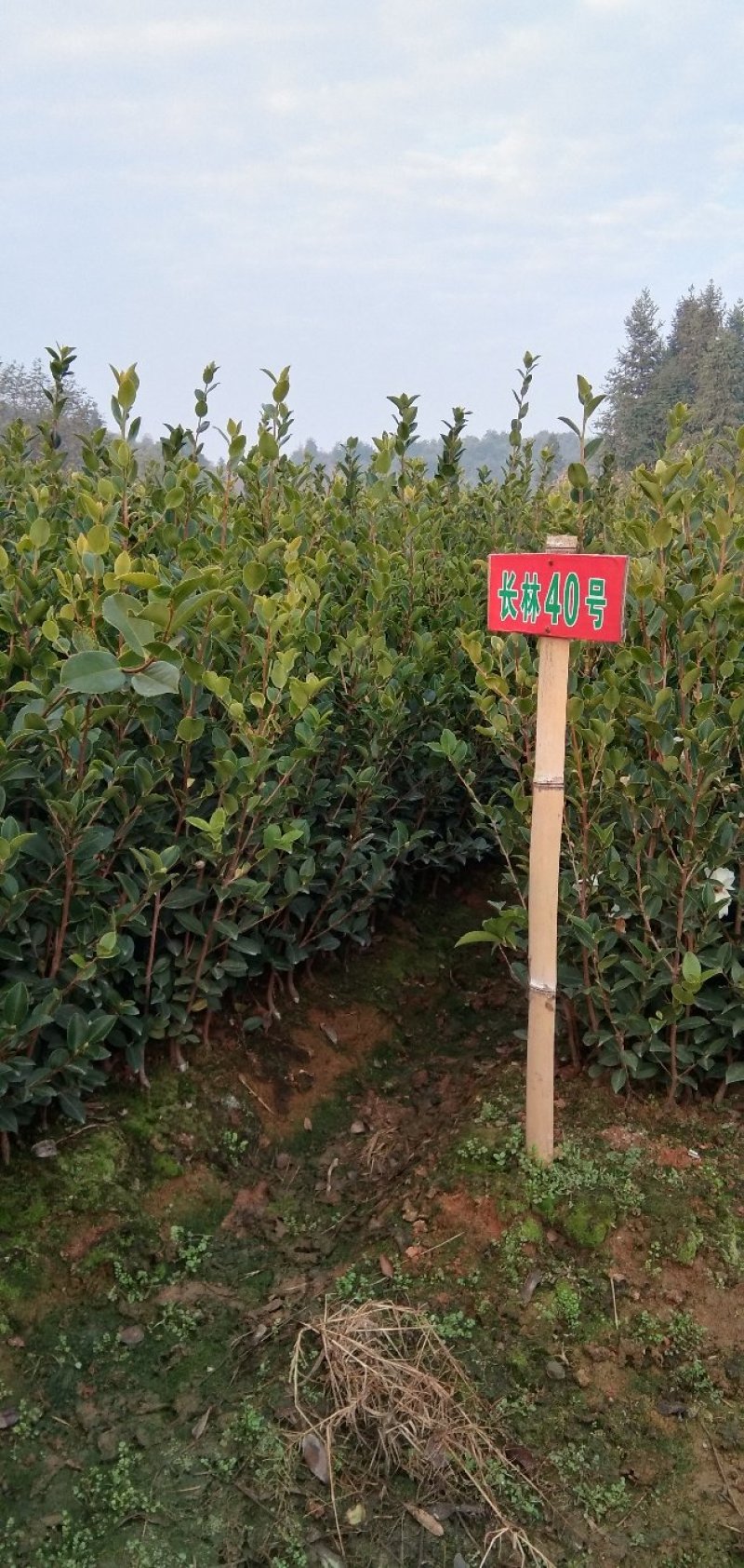 高产油茶树苗