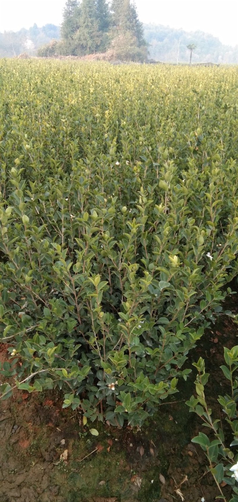 高产油茶树苗