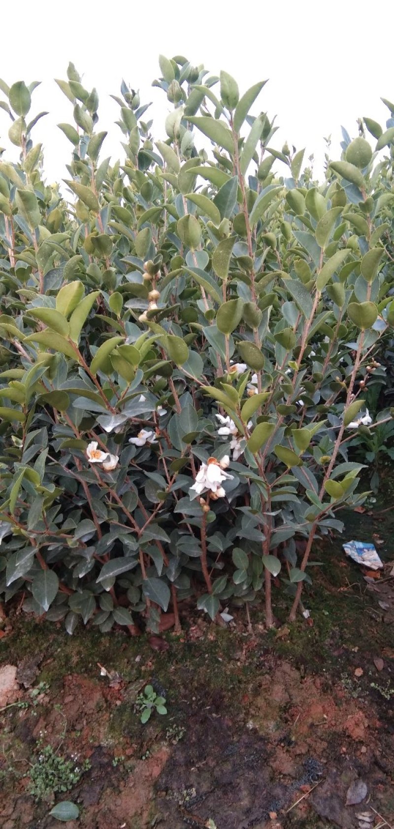 高产油茶树苗