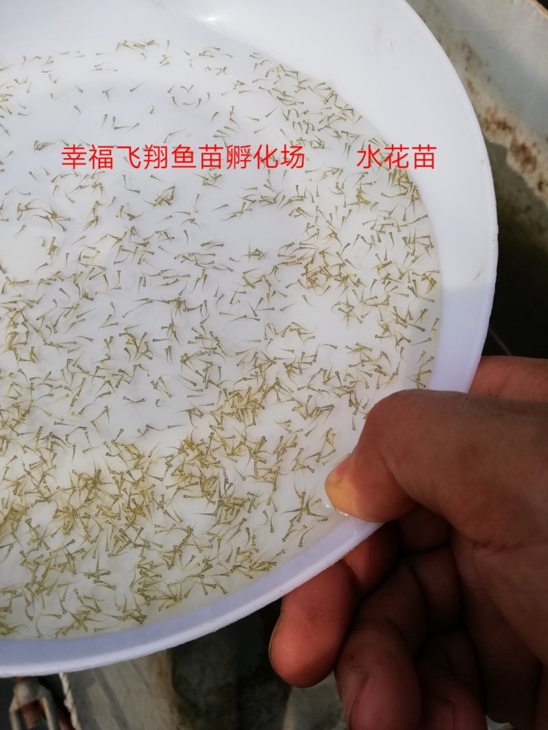 供应翘嘴白，翘嘴鲌，大白刁，翘嘴白鱼苗，大小规格