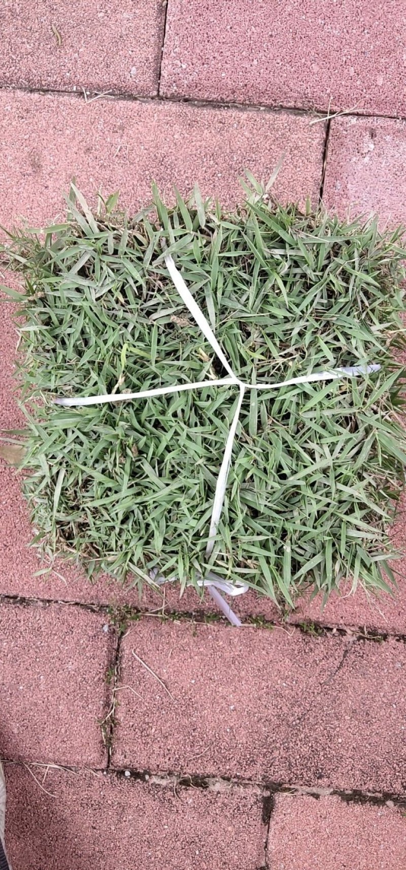 绿化草皮或草卷十成密度自产自销