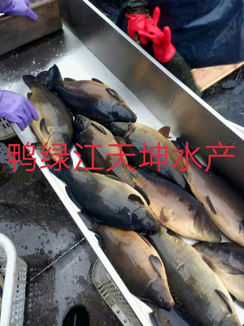 框鲤、松花鱼、镜鲤裸鲤耐运输，网箱鱼色泽黑亮，长年供应！