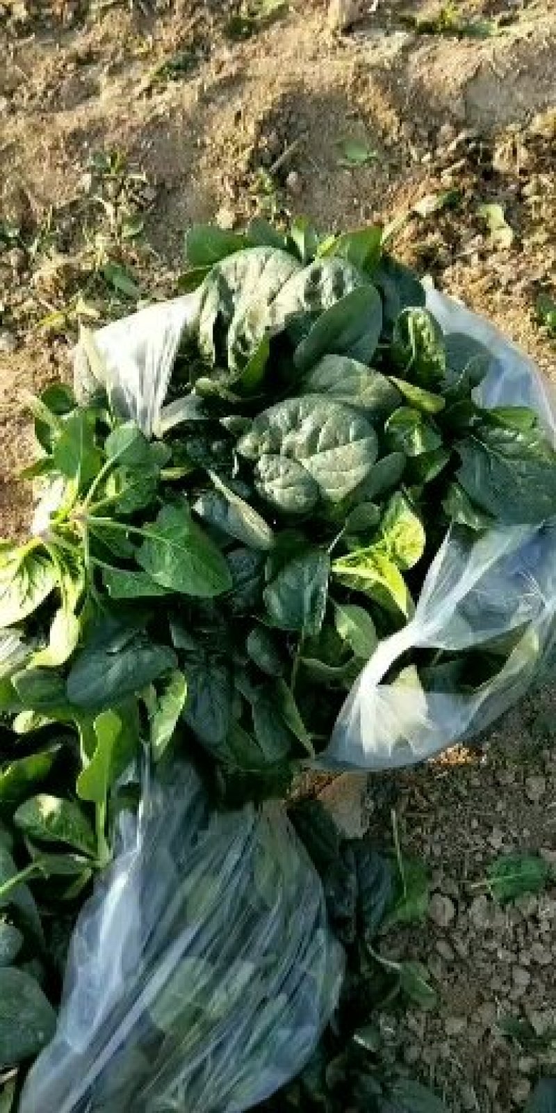 趴地菠菜大量供应，精品菠菜小颗中颗，质量好价格便宜。
