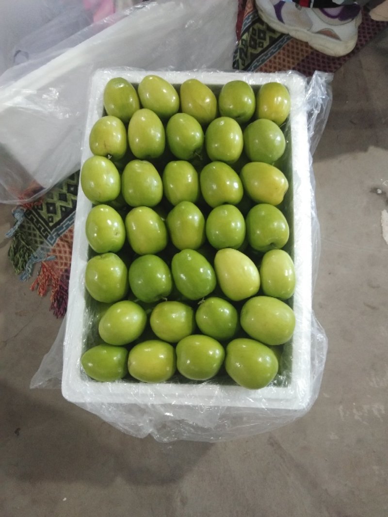 优质云南元谋青枣，独特的金沙江干热河谷气候环境