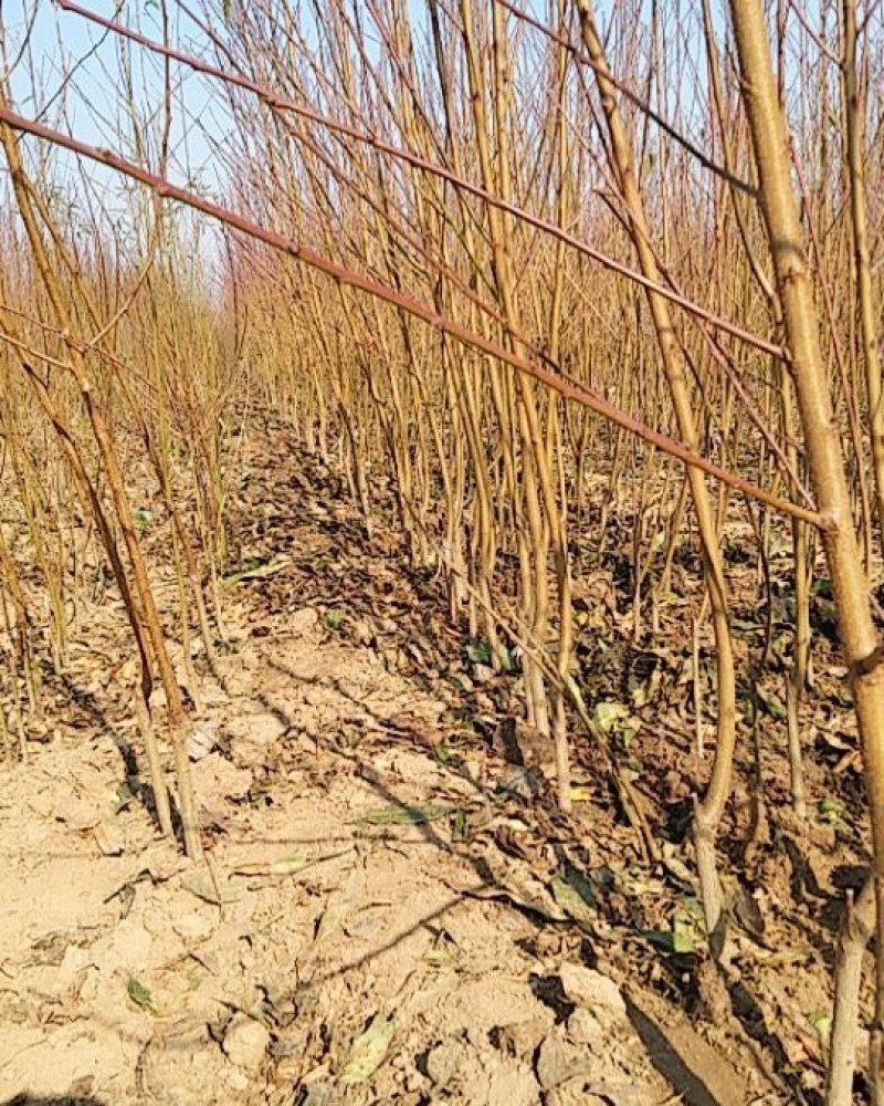 红叶碧桃菊花碧桃碧桃绿化用苗花灌木