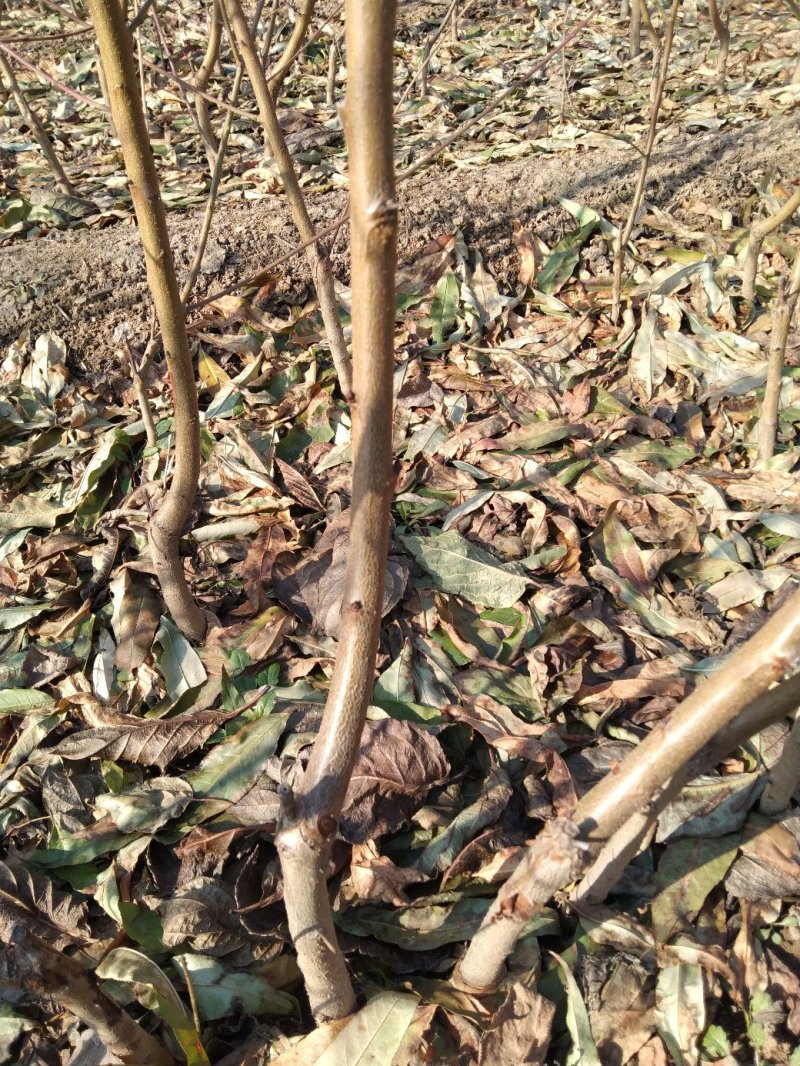 红叶碧桃菊花碧桃碧桃绿化用苗花灌木