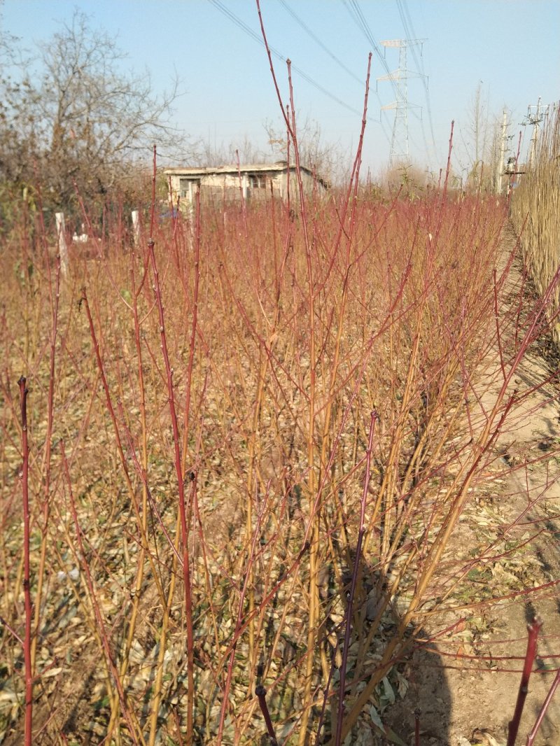 红叶碧桃菊花碧桃碧桃绿化用苗花灌木