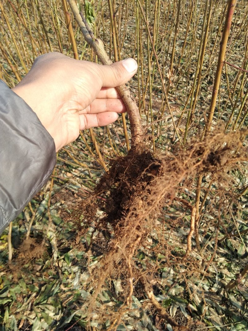 红叶碧桃菊花碧桃碧桃绿化用苗花灌木