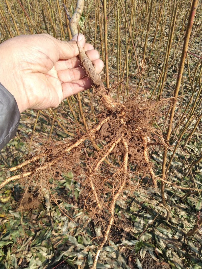 红叶碧桃菊花碧桃碧桃绿化用苗花灌木