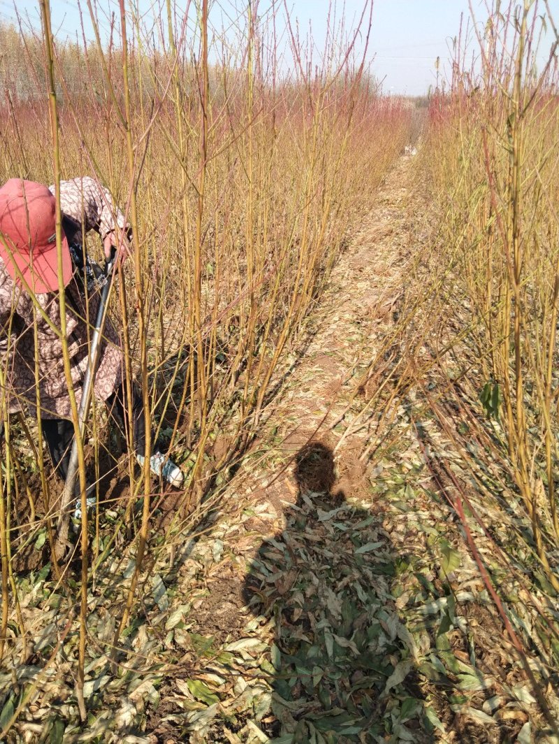 红叶碧桃菊花碧桃碧桃绿化用苗花灌木