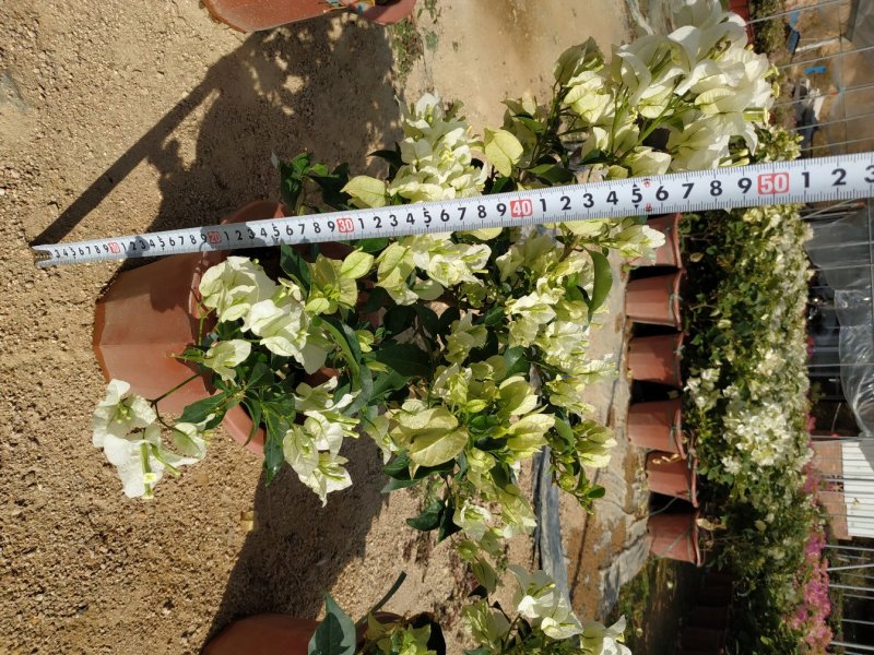 三角梅基地直销一手货源视频照片看货欢迎实地指导采购下单