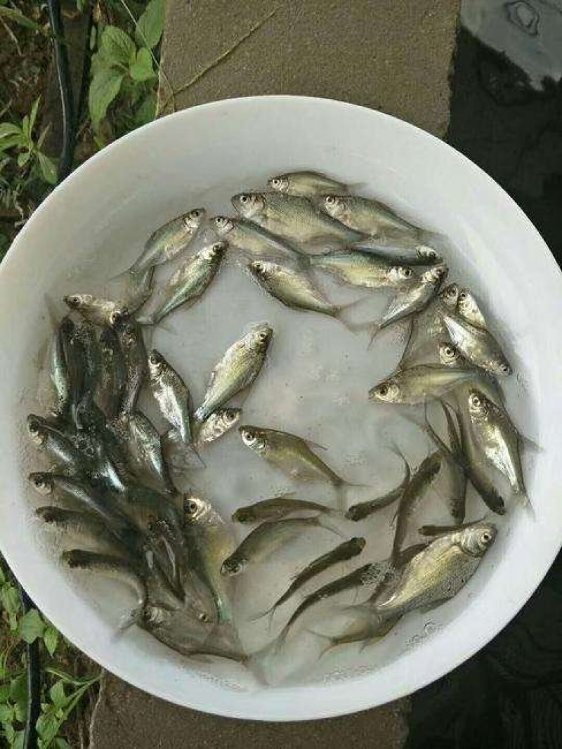自产自销武昌鱼苗，边鱼苗，武昌鱼水花，乌子，夏花