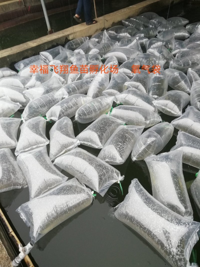 自产自销武昌鱼苗，边鱼苗，武昌鱼水花，乌子，夏花