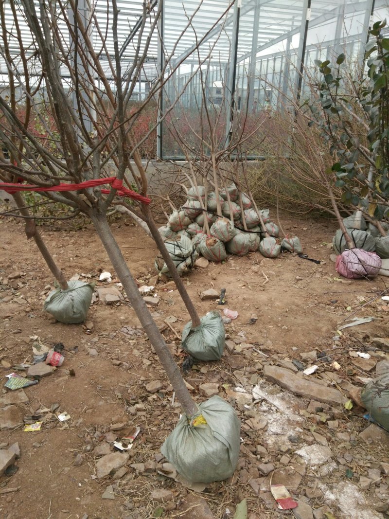 樱桃树