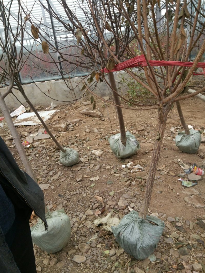 樱桃树