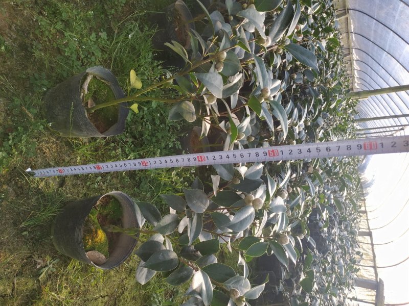 五色赤丹一树多色茶花种植户直销一手货源视频照片看货放心购