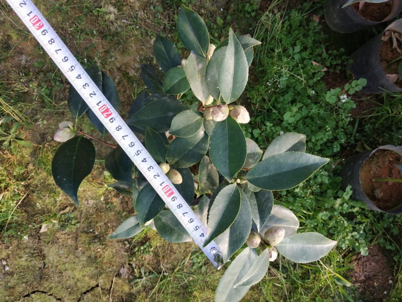 五色赤丹一树多色茶花种植户直销一手货源视频照片看货放心购