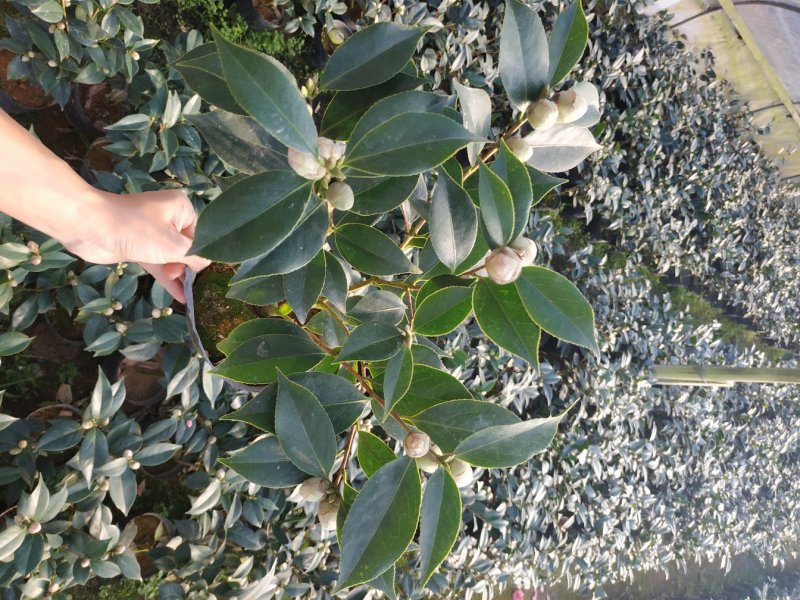 五色赤丹一树多色茶花种植户直销一手货源视频照片看货放心购