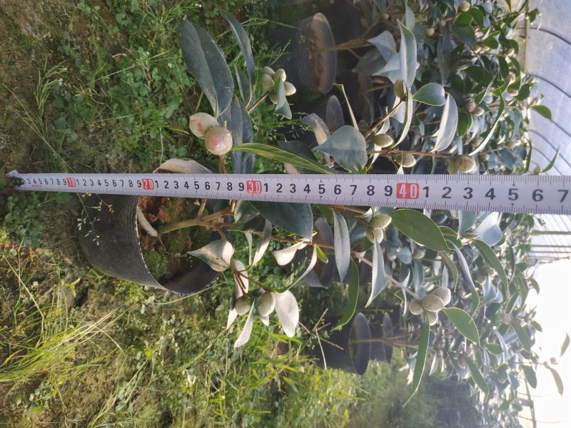 五色赤丹一树多色茶花种植户直销一手货源视频照片看货放心购