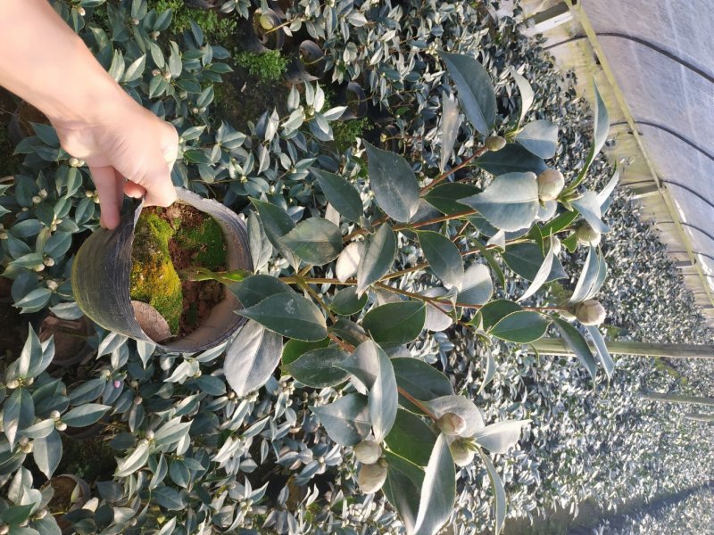 五色赤丹一树多色茶花种植户直销一手货源视频照片看货放心购