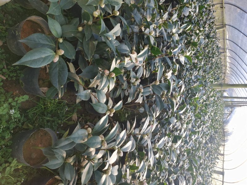五色赤丹一树多色茶花种植户直销一手货源视频照片看货放心购