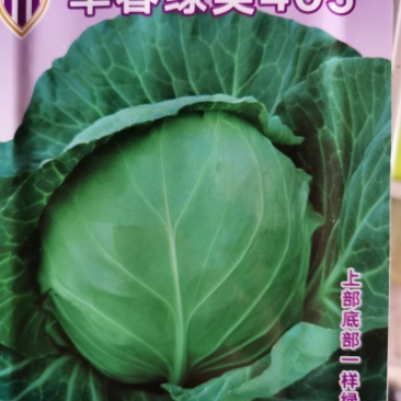 早春绿美405绿甘蓝种子菜园基地绿甘种子10克装