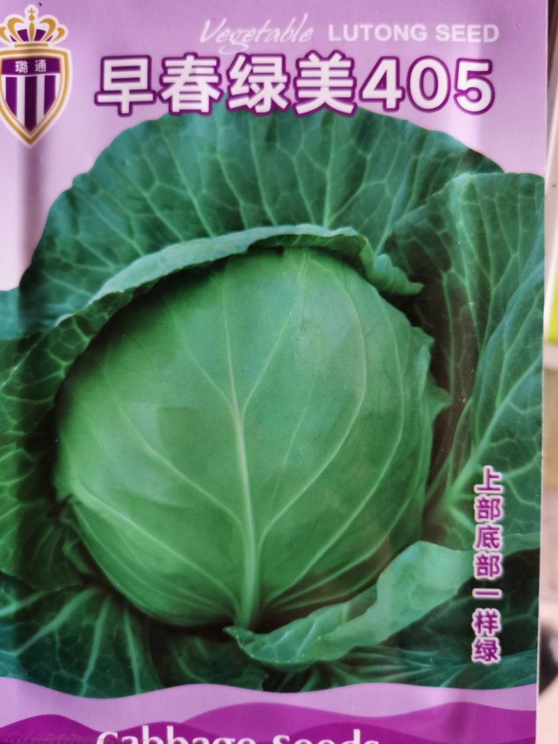 早春绿美405绿甘蓝种子菜园基地绿甘种子10克装