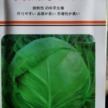 抗热绿甘60甘蓝种子10克农田菜园基地好抗病产量高耐